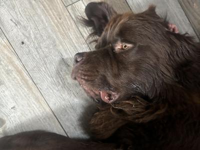 Newfoundland dog