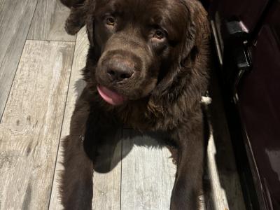 Newfoundland dog