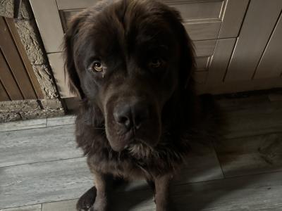 Newfoundland dog