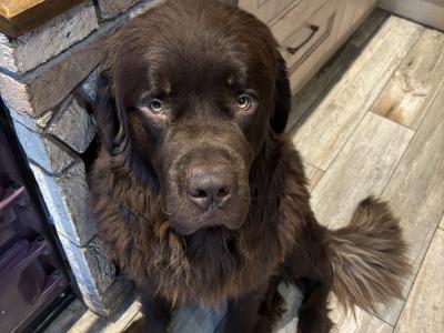 Newfoundland dog