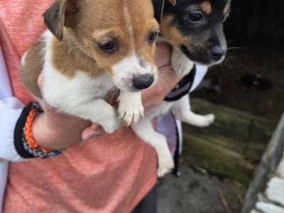 Miniature Jack Russell puppies for sale