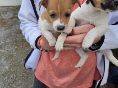 Miniature Jack Russell puppies for sale