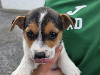 Miniature Jack Russell puppies for sale