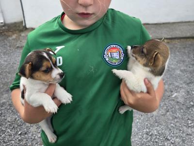 Miniature Jack Russell puppies for sale