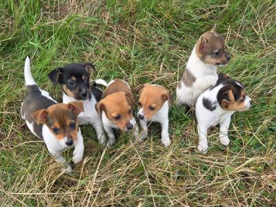 Miniature Jack Russell puppies for sale
