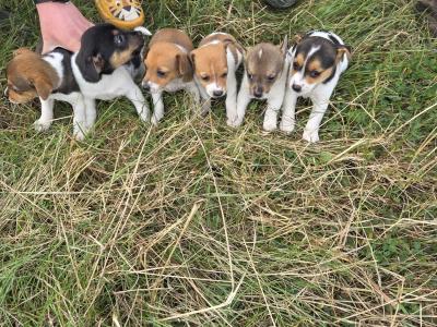 Miniature Jack Russell puppies for sale