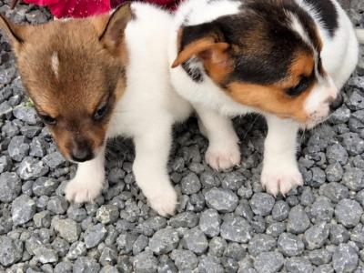Miniature Jack Russell puppies for sale