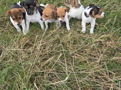 Miniature Jack Russell puppies for sale