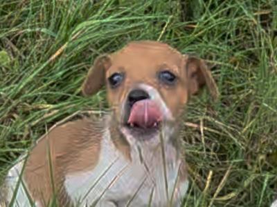 Miniature Jack Russell puppies for sale