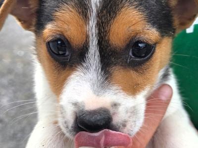 Miniature Jack Russell puppies for sale