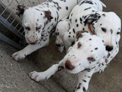 3 Dalmatian puppies left all male ready to go