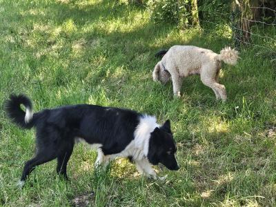 Bordoodle Pups: Poodle/Border Collie Cross