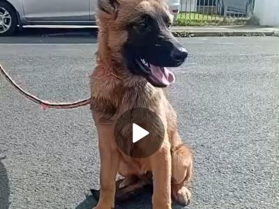 Shelly is a female Belgium Malamar puppy 2 months old in Limerick
