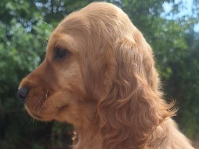 Golden Cocker Spaniels €575