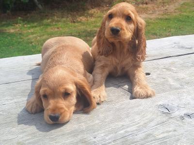 Golden Cocker Spaniels €575