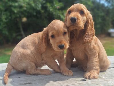 Golden Cocker Spaniels €575