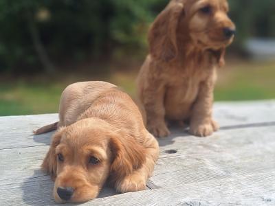 Golden Cocker Spaniels €575