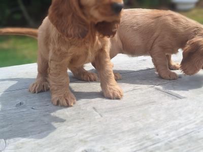 Golden Cocker Spaniels €575