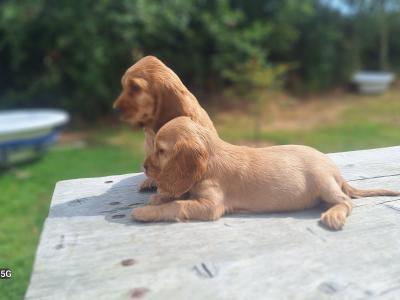 Golden Cocker Spaniels €575