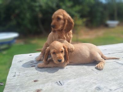 Golden Cocker Spaniels €575