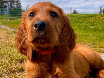 Beautiful Irish Red Setter puppies in Laois