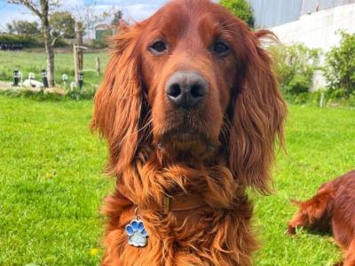 Beautiful Irish Red Setter puppies in Laois