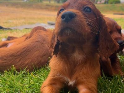 Beautiful Irish Red Setter puppies in Laois