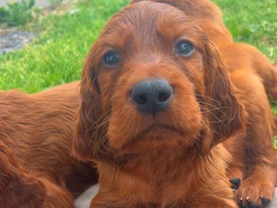 Beautiful Irish Red Setter puppies in Laois