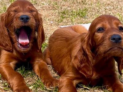 Beautiful Irish Red Setter puppies in Laois