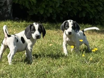 Springer x Foot Beagle