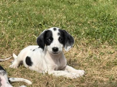 Springer x Foot Beagle