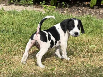 Springer x Foot Beagle
