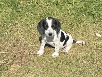 Springer x Foot Beagle
