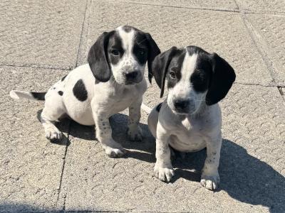 Springer x Foot Beagle