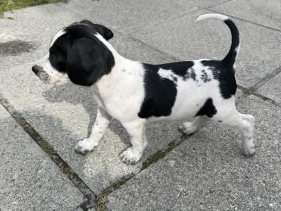 Springer x Foot Beagle