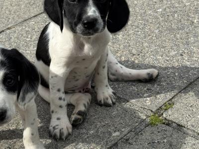 Springer x Foot Beagle