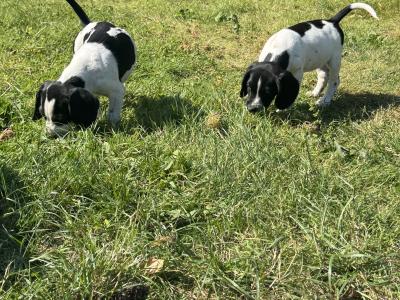 Springer x Foot Beagle