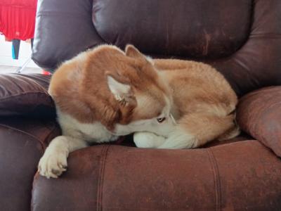 Siberian Husky female