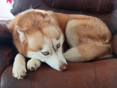 Siberian Husky female
