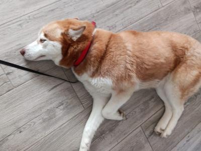 Female Siberian Husky 3 years old in Donegal