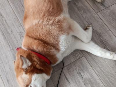 Siberian Husky female