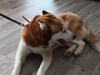 Siberian Husky female