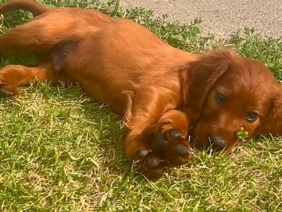 Beautiful Irish Red Setter puppies in Laois