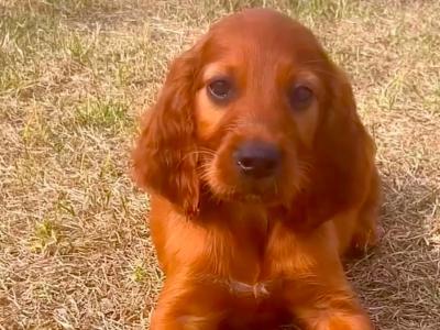 Beautiful Irish Red Setter puppies in Laois
