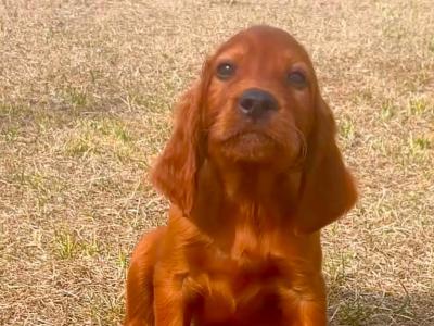 Beautiful Irish Red Setter puppies