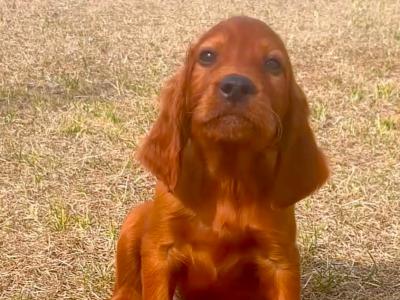 Beautiful Irish Red Setter puppies in Laois