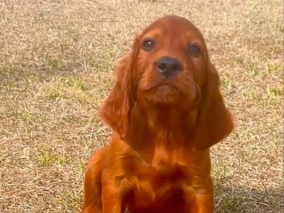 Beautiful Irish Red Setter puppies in Laois