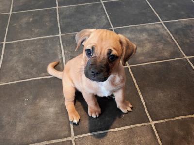 Unique Jug puppies in Wexford