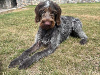 German Wireshired Pointer male