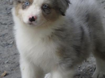 IKC Registered Australian Shepherd puppies in Waterford
